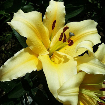 Лилия ОТ-гибрид Конка д'Ор НАБОР 2ШТ (2+2)