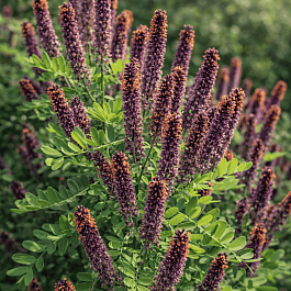 Аморфа кустарниковая