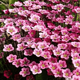 Камнеломка Арендса Peter Pan