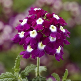 Вербена ампельная Обсешн Каскад Бургунди виз Ай