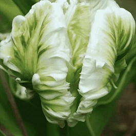 Тюльпан попугайный White Parrot