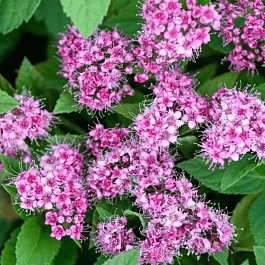 Спирея японская Manon