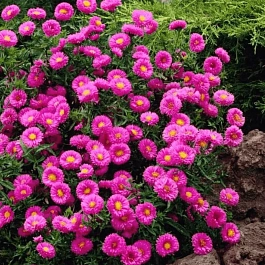 Астра ново-бельгийская Patricia Ballard