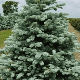 Ель колючая Glauca Arizonica