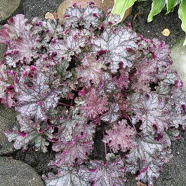 Гейхера гибридная Кан Кан Гейхера гибридная Кан Кан