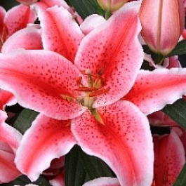 Лилия восточная Карнавал Лилия восточная Карнавал