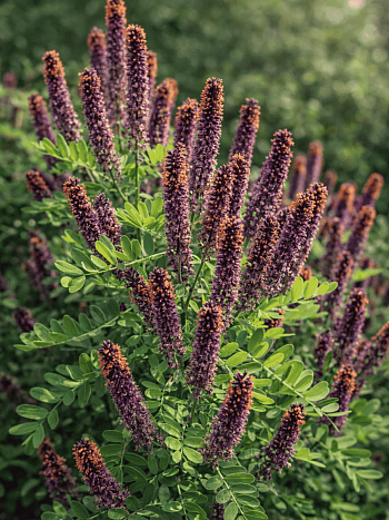 Аморфа кустарниковая