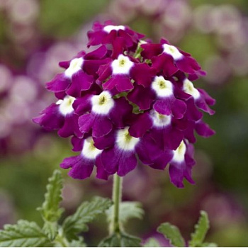 Вербена ампельная Обсешн Каскад Бургунди виз Ай