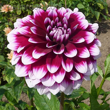 Георгина Декоративная Эдинбург