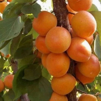Абрикос обыкновенный Алеша