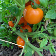 Томат Медовые росы