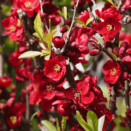 Айва прекрасная Simonii