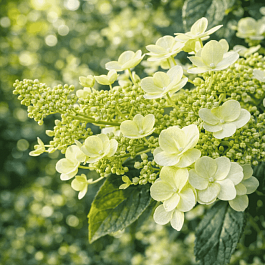 Гортензия метельчатая  Unique