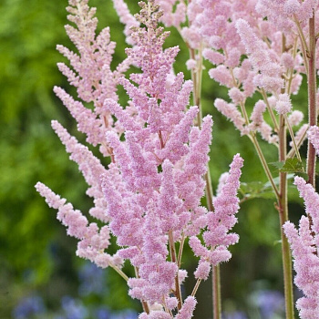 Астильба китайская Вижнс Интерно