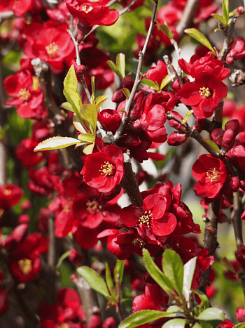 Айва прекрасная Simonii