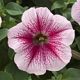 Петуния ампельная Опера Распберри Айс Петуния ампельная Опера Распберри Айс