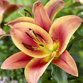 Лилия от-гибрид Монтего-Бей