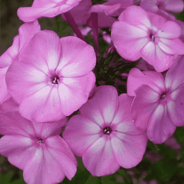 Флокс метельчатый Little Princess