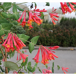 Жимолость Брауна Бланш Сэндмэн