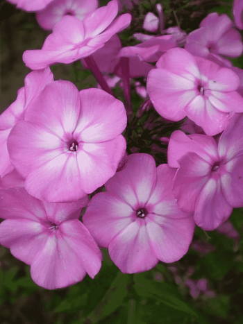 Флокс метельчатый Little Princess