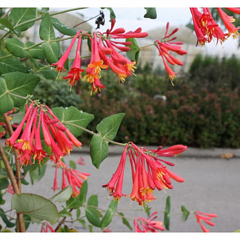 Жимолость Брауна Бланш Сэндмэн