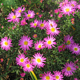 Астра альпийская Розовая