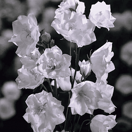 Колокольчик персиколистный La Bonne Amie