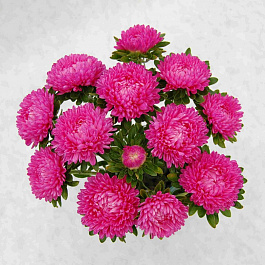 Астра Бьютифул Дэй Роуз