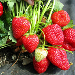 Земляника садовая Арабелла