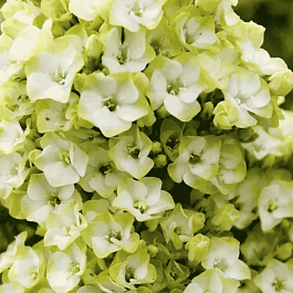 Флокс метельчатый Babje Leto