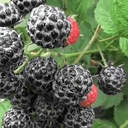 Малина обыкновенная Кумберленд