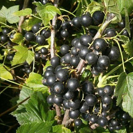 Смородина черная Катюша