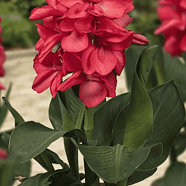 Канна горшечная Happy Isabel