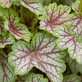 Гейхера Green Spice