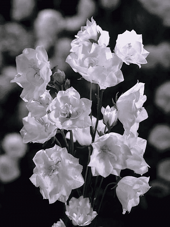 Колокольчик персиколистный La Bonne Amie