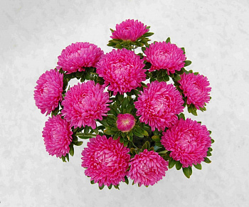 Астра Бьютифул Дэй Роуз