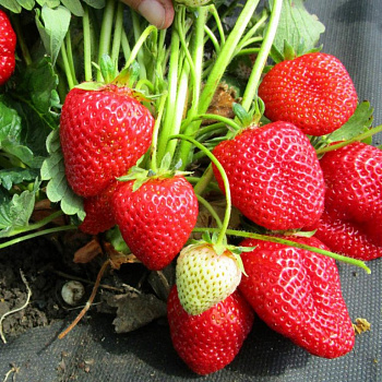 Земляника садовая Арабелла