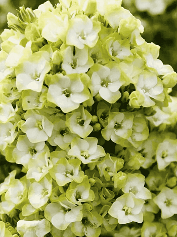 Флокс метельчатый Babje Leto