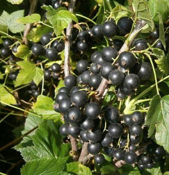 Смородина черная Катюша Смородина черная Катюша