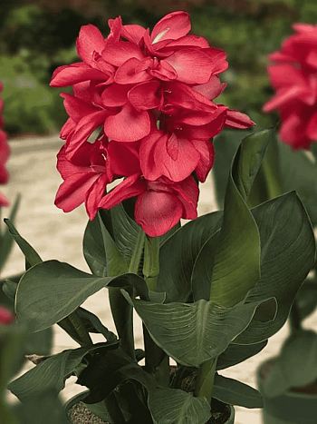 Канна горшечная Happy Isabel