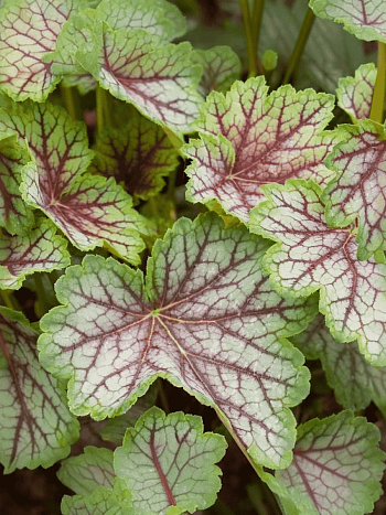 Гейхера Green Spice