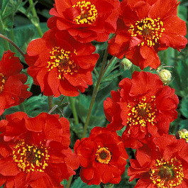 Гравилат чилийский Миссиз Дж. Брэдшо