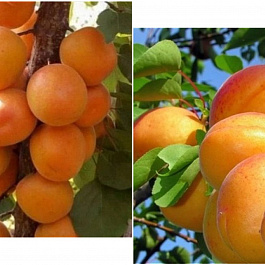 Дерево-сад (2-3х летка) абрикос 2 сорта Алеша - Эдельвейс