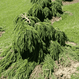 Ель обыкновенная Formanek