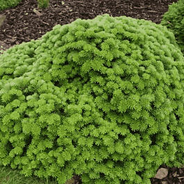 Пихта корейская Tundra