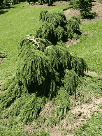 Ель обыкновенная Formanek