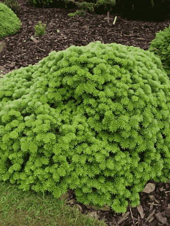 Пихта корейская Tundra