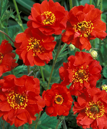 Гравилат чилийский Миссиз Дж. Брэдшо