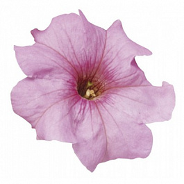 Петуния грандифлора Игл Пастел Пинк