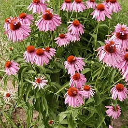 Эхинацея пурпурная Double Decker